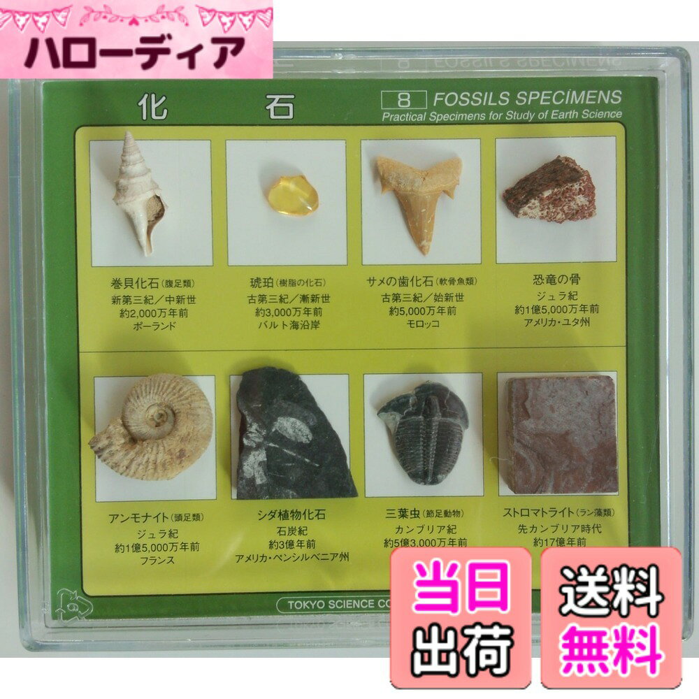 楽天市場】三葉虫 化石（インテリア・寝具・収納）の通販