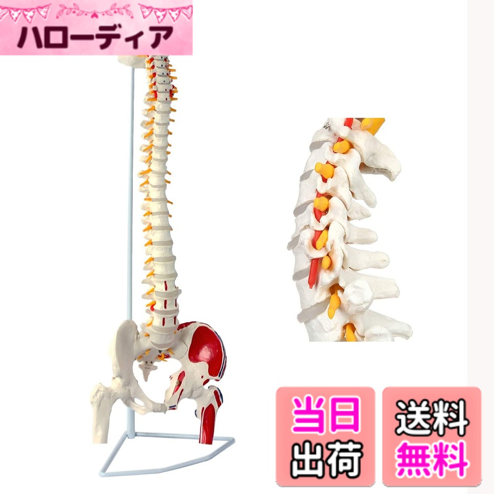 【送料無料】timiland 脊椎 模型 可動�