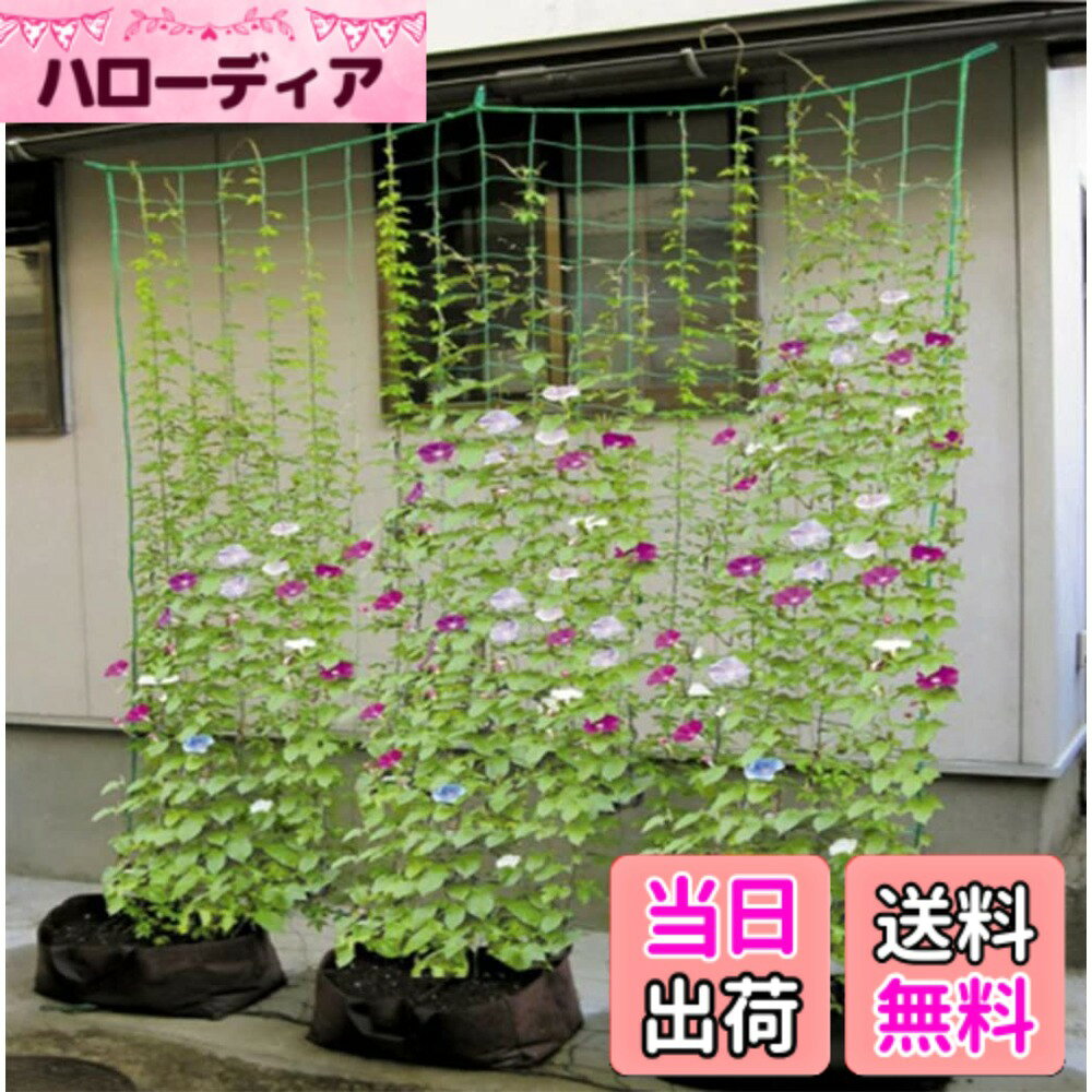 【送料無料】【緑のカーテンを作ろう】つる栽培ネット つるもの ネット 野菜誘引 10cm角目 1.8m*2.7m 四隅取付ロープ付 ゴーヤ ヘチマ 朝顔 カーテン 田畑 菜園 園芸用品 緑