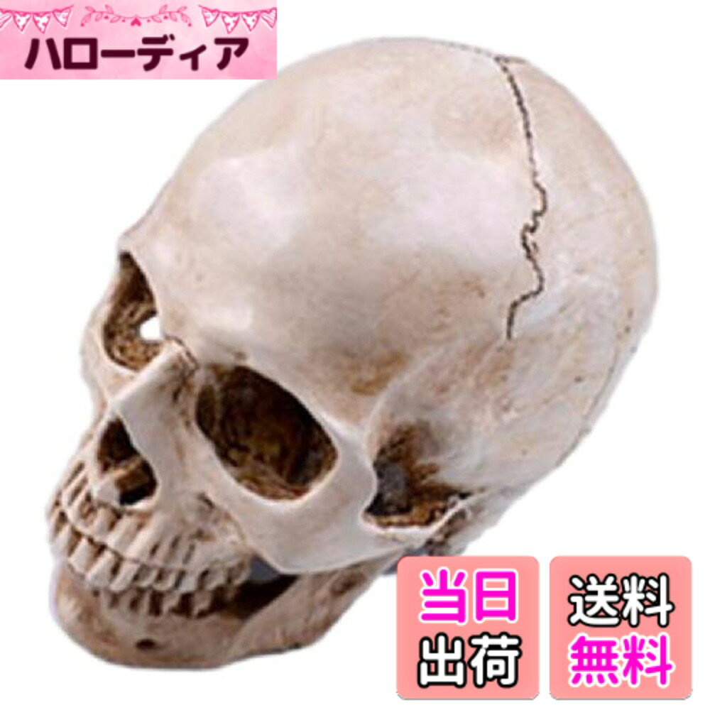 楽天市場】リアル 頭蓋骨の通販