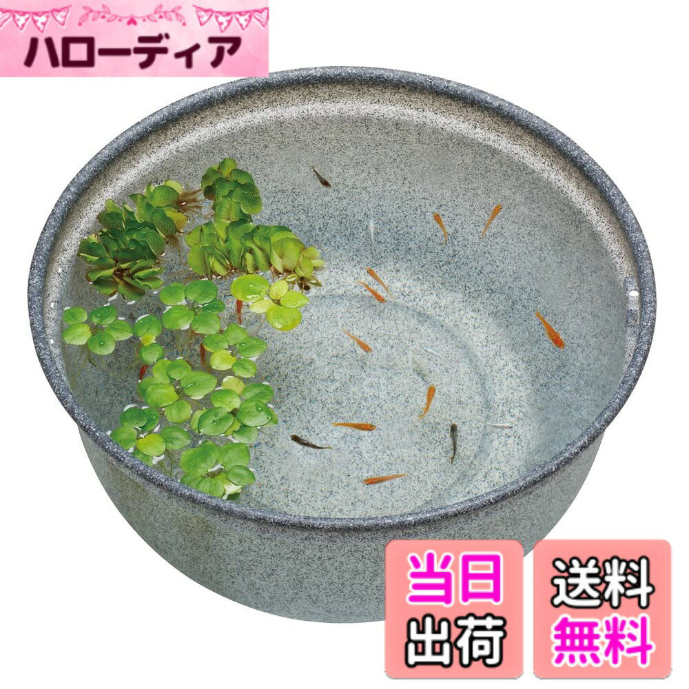 楽天市場】めだか 壺の通販
