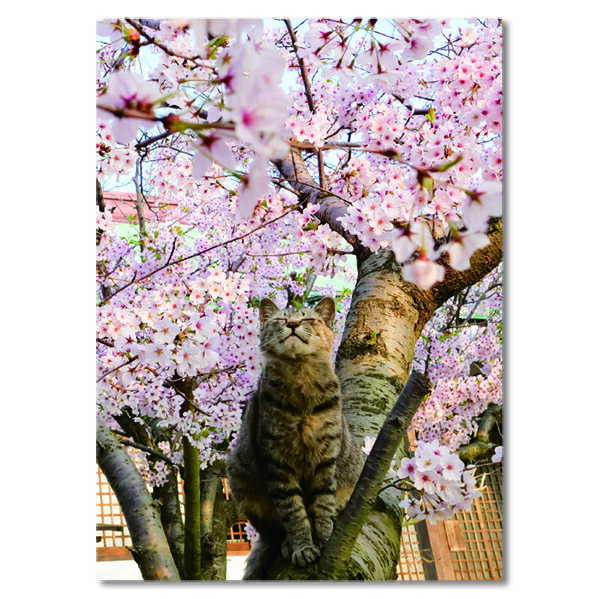 【メール便対応可 140円〜】イーズ ポストカード 猫 ねこ PN-1227 ハガキ はがき【にゃんこ トラ猫 cat お手紙 キジトラ猫 お便り メッセージカード 癒し 可愛い sakura 桜】