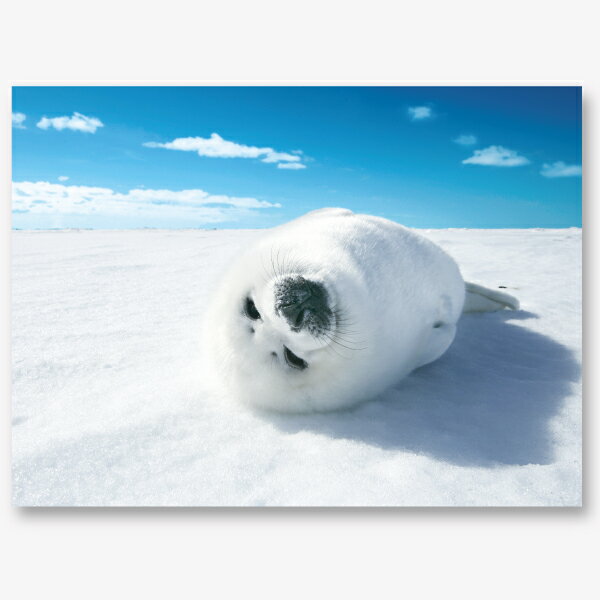 イーズ 3Dポストカード PN-1323 ハガキ はがき【あざらし ゴマちゃん アザラシ お手紙 お便り メッセー..