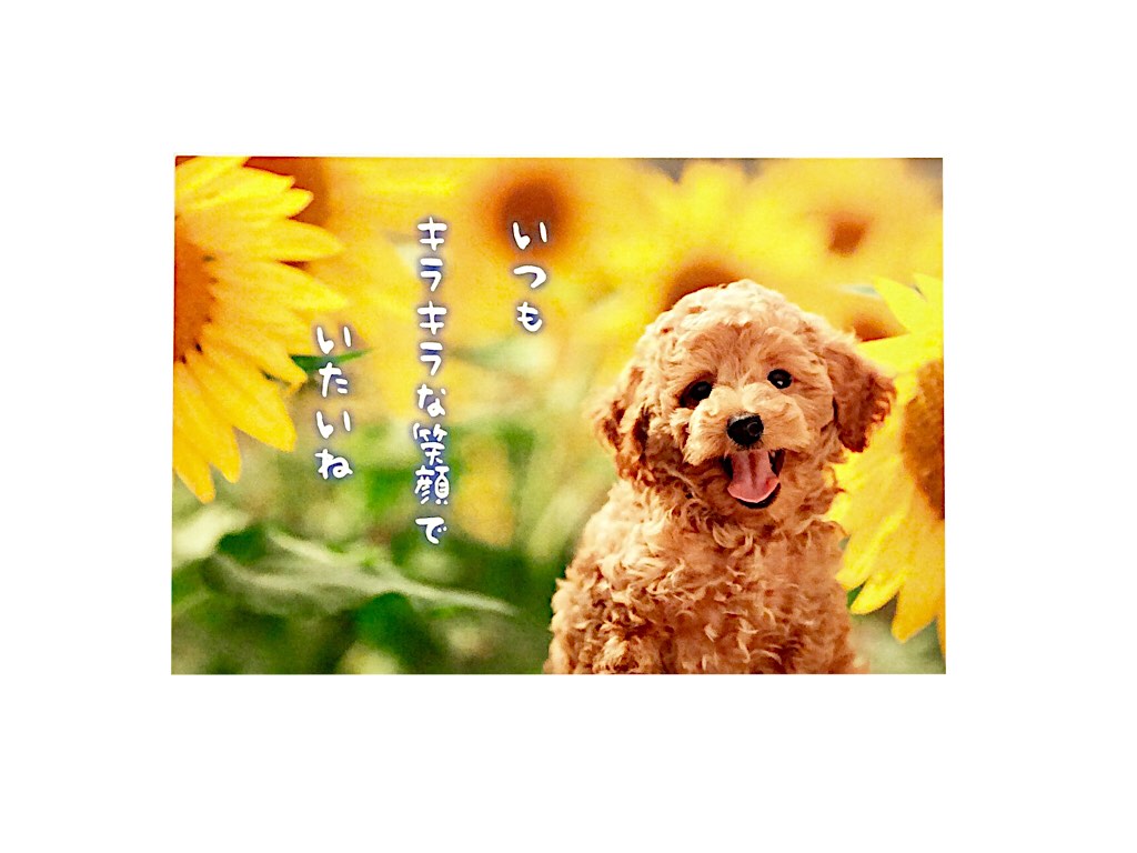 【メール便対応可 140円〜】アクティブ ポストカード プードル pn-547s【夏柄 サマー 暑中 動物 可愛い】