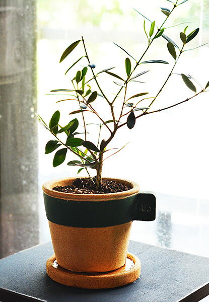 苗木　オリーブ　ネバディロブランコ　鉢セット