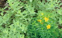 セントジョンズワート ■別　名　セイヨウオトギリソウ ■テリハボク科　オトギリソウ属　多年草 ■サイズ　9cmポット ■特徴 高さが40～60cmで、節ごとに多数の小枝をつけます。 葉は対生し楕円形で、夏にレモンのような香りがあり、 黄色い花を多数咲かせます。 ヨーロッパでは、野生で多くの場所で自生しているたくましいハーブです。 ■育て方 日当たりのいい場所を好みます。 土は排水性の良い土がいいです。 性質が強く、地下茎が横に広がっていくので、 近くに植えるものには注意が必要です。 水やりは、土の表面が乾いたら、たっぷりと水をあげてください。 表土が固くなったらすき込んで柔らかくします。 開花後に肥料を一度与えるとよいです。 ■収穫 夏に花が咲き始めるので、先端部を含め、葉を摘み取り、 束ねて乾燥させて使用します。葉、花、茎、全部使用できます。 ティーは、精神的にリラックスさせてくれたり、 女性特有の悩みも解消してくれると言わています。 ただ、妊娠中、授乳中の方は使用は控えてください。