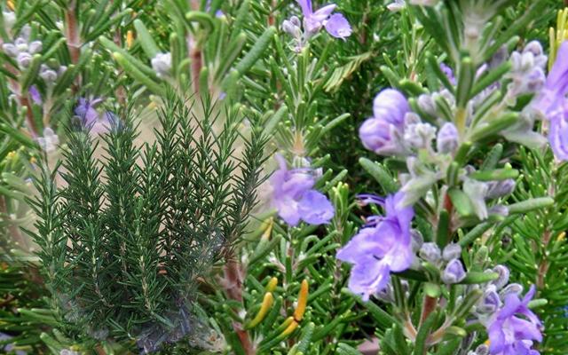 ハーブ苗 ローズマリー マリンブルーのサムネイル