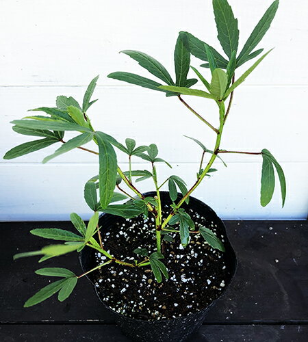 ハーブ苗 ローゼル・ハイビスカス・大苗のサムネイル