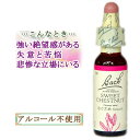 バッチフラワーレメディ スイートチェストナット 癒しグッズ-失意と絶望 10ml 1本