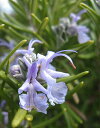 ローズマリートスカナブルー：立性青花　（トスカナブルーローズマリー・マンネンロウ・シーデュー）　ハーブ苗　9vp　Rosemary Tuscan Blue