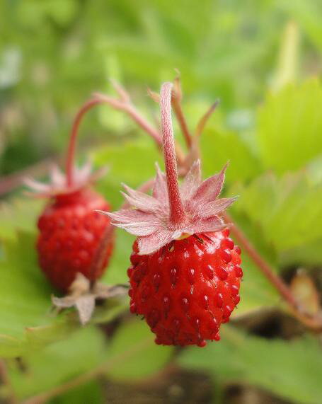 ワイルドストロベリー エゾヘビイチゴ ハーブ苗 9vp 3号ポット Wild Strawberry 農場直送 ハーブ苗専門店 単品ハーブ苗買いまわり専用