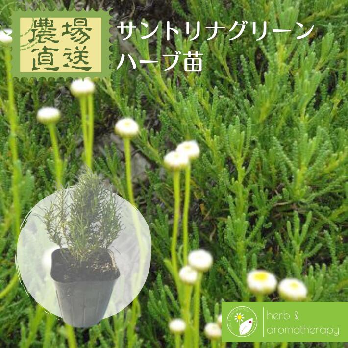 【ご注文について】ハーブ苗は6ポット、または培養土と合わせて3,000円（税別）以上でご注文ください。苗・培養土の合計が3,300円（税込）未満の場合、お届け先の地域にかかわらず追加送料1,000円がかかります。ハーブ苗8ポット以上のご購入、または培養土との同梱で送料無料になります（39ショップ対象。ご注文合計3,980円以上で送料無料）。ただし離島・沖縄・北海道は、ご注文金額にかかわらず送料無料の対象外です（39ショップ対象外）。送料は自動計算されませんので、サンクスメールでご確認ください。【他商品との同梱について】ハーブ苗は「ハーブ農場」から直接発送します。本社発送の商品（アロマテラピー・ハーブティー・スパイス・天然石・音叉など）や、芝桜苗とは同梱できず、別々の発送・別送料となります。同梱できるのはハーブ苗・培養土どうしのみです。ご注文時の確認項目で「確認しました！」をお選びください。商品仕様分類キク科サントリナ属学名Santolina rosmarinifolia原産地南ヨーロッパ・北アフリカ開花期初夏草丈30〜50cm性質常緑低木（半耐寒性　約-10℃まで）用途観賞用・防虫・ポプリ販売形態9cmポット（9vp）発送元ハーブ農場より直送お届けについて（梱包・苗のトラブル時）ご注意キク科の植物のため、キク科アレルギーをお持ちの方は肌に触れるとかぶれる場合があります。観賞用の植物です。食用としての利用は想定されていません。キーワード植物名サントリナ｜サントリナグリーン｜ワタスギギク｜コットンラベンダー｜Santolina特徴緑葉｜黄色い花｜常緑低木｜防虫シーン観賞用｜ガーデニング｜ポプリ｜ドライフラワー｜寄せ植えその他農場直送｜ハーブ苗専門店｜買いまわりサントリナグリーンってどんなハーブ？Santolina rosmarinifolia和名ワタスギギク学名Santolina rosmarinifolia ssp. rosmarinifolia英名Santolina Green別名グリーンサントリナ・コットンラベンダー分類キク科サントリナ属　常緑低木原産地域南ヨーロッパ・北アフリカ・地中海沿岸日あたり日向を好みます水やり普通〜乾燥気味開花時期初夏樹高・草丈30〜50cm利用法観賞用・防虫・ポプリ・ドライフラワー名前のひみつ・特徴鮮やかな緑色の葉が特徴で、夏になると径1.5cmほどの丸くて黄色い頭状花をたくさん咲かせます。同じサントリナ属の銀葉品種「サントリナグレー」より生育が旺盛で丈夫なため、育てやすいハーブです。比較的暑さに強く、耐寒性（-10℃程度まで）もあります。むかしから伝わるおはなし古くから防虫効果のあるハーブとして知られ、乾燥させて匂い袋にし、衣類の防虫剤代わりにタンスへ入れる使い方が伝えられています。ラベンダーやタンジー、ミントなどとブレンドすると、より香り豊かな匂い袋になると言われています。育て方・楽しみ方のコツ◎ 置き場所日当たり、水はけのよい場所を好みます。◎ 土づくり肥沃すぎない、やや乾燥した土壌を好みます。過湿や肥料の与えすぎに注意しましょう。◎ 剪定葉が密生した部分から枯れ込みやすいので、込み合った部分は間引くように刈り取ると株が長持ちします。◎ 楽しみ方花や葉を摘んでドライフラワーやポプリにするのもおすすめです。+ Santolina Green +