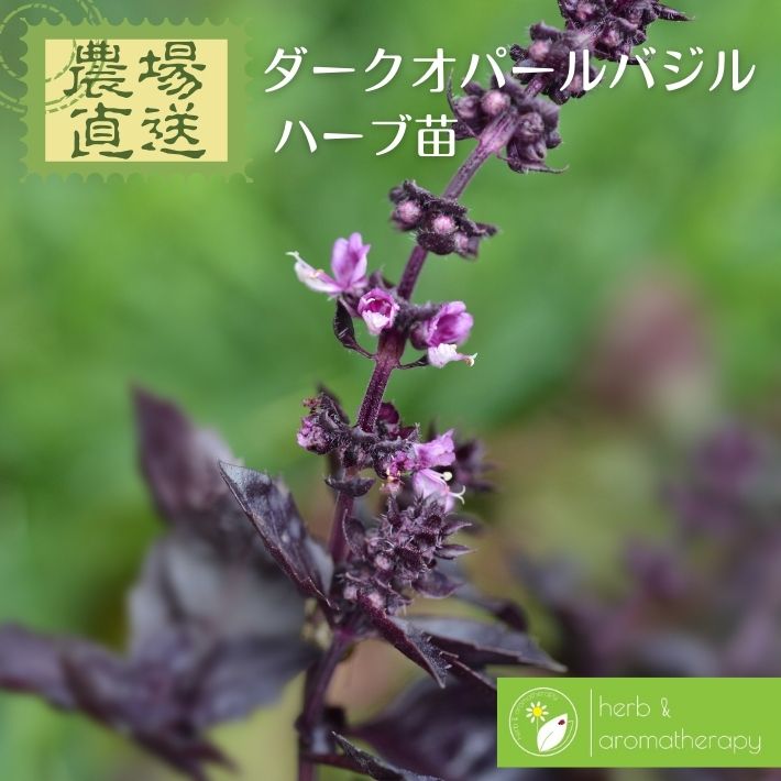 ダークオパール バジル 赤バジル バジリコルージュ ハーブ苗 9vp 3号ポット Dark Opal Basil 農場直送 ハーブ苗専門店 単品ハーブ苗買いまわり専用