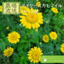 ダイヤーズ カモマイル コウヤカミツレ 紺屋カミツレ イエローカモマイル ハーブ苗 3号ポット Dyer's Chamomile 農場直送 ハーブ苗専門店 単品ハーブ苗買いまわり専用