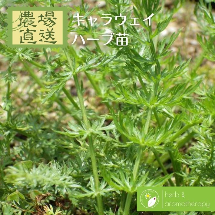 【ご注文について】ハーブ苗は6ポット、または培養土と合わせて3,000円（税別）以上でご注文ください。苗・培養土の合計が3,300円（税込）未満の場合、お届け先の地域にかかわらず追加送料1,000円がかかります。ハーブ苗8ポット以上のご購入、または培養土との同梱で送料無料になります（39ショップ対象。ご注文合計3,980円以上で送料無料）。ただし離島・沖縄・北海道は、ご注文金額にかかわらず送料無料の対象外です（39ショップ対象外）。送料は自動計算されませんので、サンクスメールでご確認ください。【他商品との同梱について】ハーブ苗は「ハーブ農場」から直接発送します。本社発送の商品（アロマテラピー・ハーブティー・スパイス・天然石・音叉など）や、芝桜苗とは同梱できず、別々の発送・別送料となります。同梱できるのはハーブ苗・培養土どうしのみです。ご注文時の確認項目で「確認しました！」をお選びください。商品仕様内容キャラウェイ苗　9cmポット × 1分類セリ科キャラウェイ属　一・二年草発送元ハーブ農場より直送お届けについて（梱包・苗のトラブル時）ご注意生きた植物のため、季節や入荷状況により大きさ・姿が写真と異なる場合があります。セリ科の一・二年草のため、種の収穫は2年目以降となります。配送時のトラブルがあった場合は、写真を添えてすぐにご連絡ください。新しい苗と交換いたします。イメージが違うなどの理由での交換はできません。キーワード商品名で探すキャラウェイ／ヒメウイキョウ／Caraway／ハーブ苗／9cmポット／ハーブ苗専門店／ハーブ農場使い方・楽しみ方シード／スパイス／パン／お菓子／カレー／ピクルス／ハーブティー育てる・使う場面家庭菜園／ガーデニング／庭／花壇／プランター／鉢植え／一・二年草／3号ポット贈り物・シーンギフト／プレゼント／お試し／初心者向け／買いまわりその他herb／Carum carvi／農場直送キャラウェイってどんなハーブ？CARAWAY学名Carum carvi L.英名Caraway別名ヒメウイキョウ分類セリ科キャラウェイ属　一・二年草原産地域ヨーロッパ・西アジア・インド・北アフリカ日あたり好日性水やり普通開花時期初夏樹高・草丈30〜60cm名前のひみつ・特徴石器時代の遺跡や古代エジプトの墓、シルクロード沿いの古代の宿場町の遺跡からも種子が発見されている、歴史の深いハーブです。古代エジプト人やギリシャ人、ローマ人の間で使われ、フェニキア人によってヨーロッパ中に広まったと伝えられています。葉は2回羽状複葉で糸状に細裂し、初夏に白い小花を傘状に咲かせます。果実は熟すと三日月形に分離し、これがスパイスとして親しまれているキャラウェイシードです。むかしから伝わるおはなしキャラウェイには人や物を引き止め、結びつける力があると信じられ、種子を入れておいた品物は盗難にあわないと言われていました。また、惚れ薬の材料としても用いられていたそうです。長い歴史の中で、人々の暮らしや言い伝えに寄り添ってきたハーブなのですね。育て方・楽しみ方のコツ◎ シードの使い方サラダ、パン、ケーキ、ビスケット、焼きりんご、卵料理、チーズ、キャベツ料理などの香りづけに。ドイツではリキュールの材料としても使われます。◎ 育て方のコツ日当たりから明るい半日陰まで幅広く育ち、水はけのよい肥沃な土を好みます。1年目は葉を楽しみ、種を収穫したい場合は2年目の結実を待ちましょう。+ SPICE +