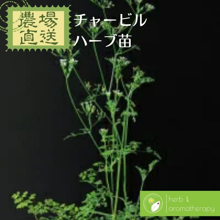チャービル セルフィーユ ウイキョウゼリ ハーブ苗 9vp 3号ポット Chervil 農場直...