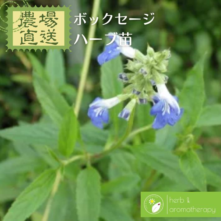 ボックセージ サルビアウリギノーサ ハーブ苗 9vp 3号ポット Bog Sage 農場直送 ハ...