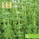 ラヴェンダータイム ラベンダーセンテッドタイム ハーブ苗 9vp 3号ポット Lavender Thyme 農場直送 ハーブ苗専門店 単品ハーブ苗買いまわり専用