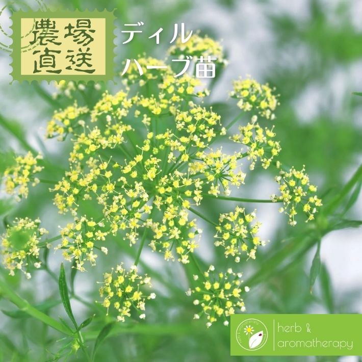 Dill - ディル イノンド ハーブ苗 9vp 3号ポット Dill 農場直送 ハーブ苗専門店 単品ハーブ苗買いまわり専用