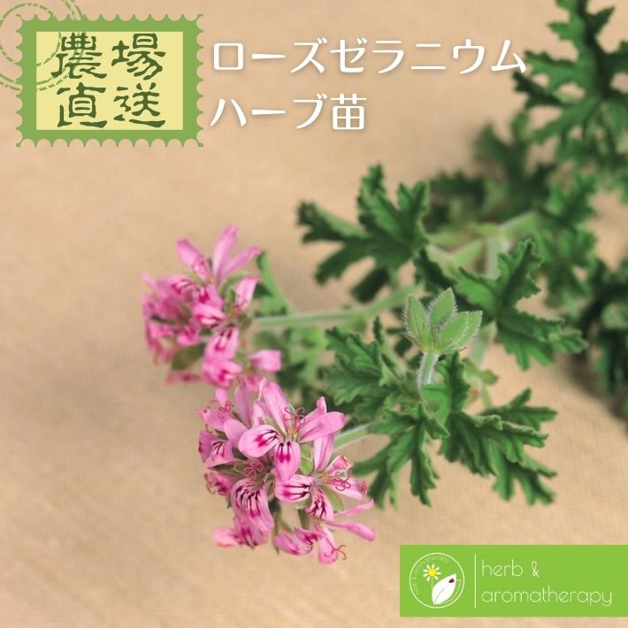 ローズゼラニウム ローズペラルゴニウム トルーローズ・オールドファッションローズ ハーブ苗 9vp 3号ポット Rose Geranium 農場直送 ハーブ苗専門店 単品ハーブ苗買いまわり専用