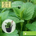 レモンバーム メリッサ コウスイハッカ セイヨウヤマハッカ ビーバーム ハーブ苗 9vp 3号ポット Lemon Balm 農場直送 ハーブ苗専門店 単品ハーブ苗買いまわり専用