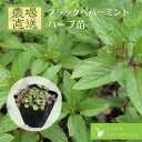 ブラックペパーミント ハーブ苗 9vp 3号ポット Black pepper mint 農場直送 ハ ...