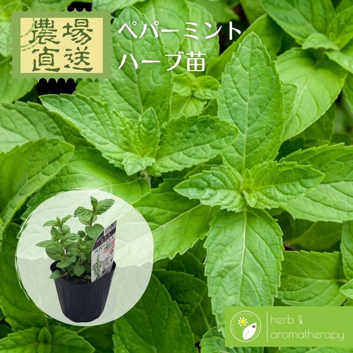 楽天市場】ミント 苗(苗物|ガーデニング・農業):花 楽天市場】ミント 苗(苗物|ガーデニング・農業):花