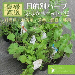 おまかせ ハーブ苗 セット 12種 目的別ハーブ苗おまかせセット お料理 お茶 芳香 鑑賞 薬用 厳選ハーブ苗 9vp×12ポット ハーブで毎日を楽しもう 農場直送 ハーブ苗専門店