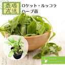 ロケットサラダ ルッコラ エルーカ キバナスズシロ ハーブ苗 9vp 3号ポット Rocket salad / Rucola 農場直送 ハーブ苗専門店 単品ハーブ苗買いまわり専用