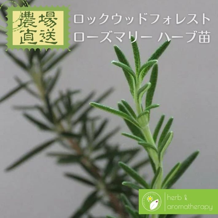 ロックウッドデフォレスト 匍匐性 薄紫色 ローズマリー 苗 ロックウッドフォレストローズマリー マンネンロウ シーデュー ハーブ苗 9vp 3号ポット Rosemary Lockwood Forest 農場直送 ハーブ苗専門店 単品ハーブ苗買いまわり専用のサムネイル
