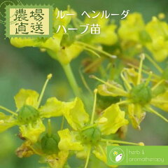 https://thumbnail.image.rakuten.co.jp/@0_mall/herbalk/cabinet/08255002/rue1.jpg