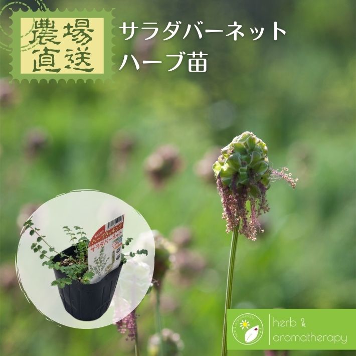 サラダバーネット オランダワレモコウ ハーブ苗 9vp 3号ポット Salad Burnet 農場直送 ハーブ苗専門店 単品ハーブ苗買いまわり専用