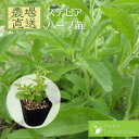 ステビア アマハステビア ハーブ苗 9vp 3号ポット Stevia 農場直送 ハーブ苗専門店 単品ハーブ苗買いまわり専用