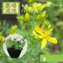 セントジョーンズワート セイヨウオトギリソウ ハーブ苗 9vp 3号ポット St.John's Wort 農場直送 ハーブ苗専門店 単品ハーブ苗買いまわり専用