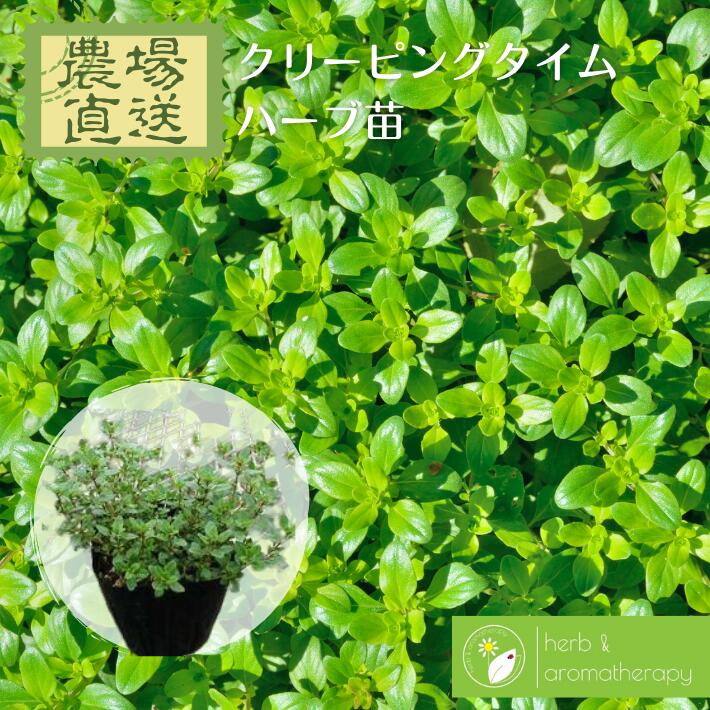 クリーピングタイム セイヨウイブキジャコウソウ ヨウシュイブキジャコウソウ マザーオブタイム ハーブ苗 9vp 3号ポット Creeping Thyme 農場直送 ハーブ苗専門店 単品ハーブ苗買いまわり専用