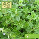 レモンタイム 9vp 3号ポット Lemon Thyme 農場直送 ハーブ苗専門店 ハーブ苗 単品ハーブ苗買いまわり専用