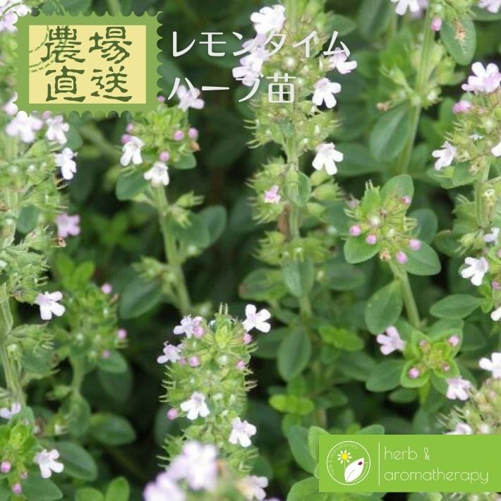 レモンタイム 9vp 3号ポット Lemon Thyme 農場直送 ハーブ苗専門店 ハーブ苗 単品...