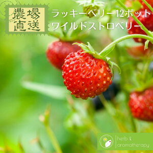 Lucky＆Love ワイルドストロベリー 12ポット 幸せを呼ぶ赤い実 エゾヘビイチゴ 9vp×12ポット ハーブ苗セット Wild Strawberry 農場直送 ハーブ苗専門店