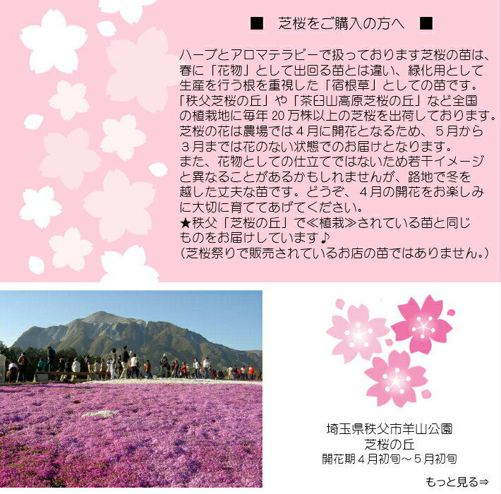 芝桜苗 アメージンググレース 白花赤ドット色 24個セット 1平米分 しばざくら シバ...
