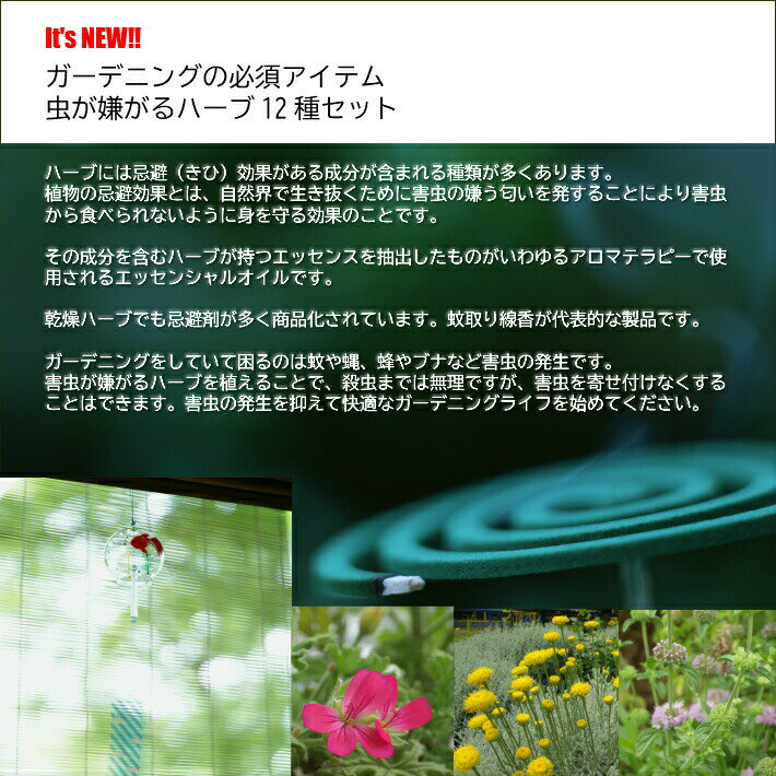 虫よけハーブ 12種の虫が嫌いなハーブセット ハーブガーデン テーマ別ハーブ苗おまかせセット 12種 9vp×12ポット Incect Repellent Herb 害虫忌避 農場直送 ハーブ苗専門店