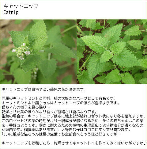 キャットニップ イヌハッカ キャットネップ ネペタカタリア ハーブ苗 9vp 3号ポッ...