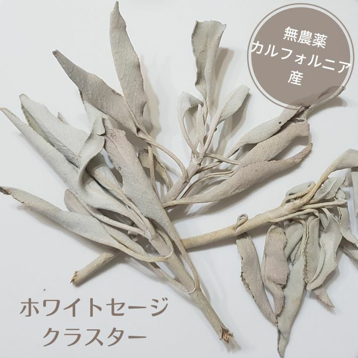 ۥ磻ȥ ѥƥ 饹 դ꡼աС꡼ 10g ޥå ̵ ʥ  White Sage