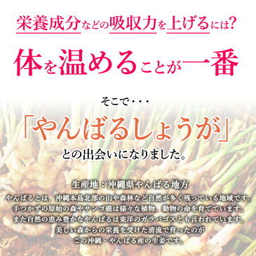 送料無料 1か月分62粒入 20%off 飲むビフィズス菌 ビフィズス菌サプリメント 生姜入り しょうが ショウガ 冷え性 代謝アップ やんばるショウガ DHA EPA ショウガオール ジンゲロール 国産