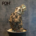 ユーフォルビア ムランジーナ Euphorbia mlanjeana 発根済現地株 F1 FOH