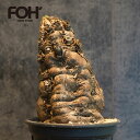 ユーフォルビア ムランジーナ Euphorbia mlanjeana 発根済現地株 4番 FOH