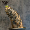 ユーフォルビア ムランジーナ Euphorbia mlanjeana 発根済現地株 8番 FOH