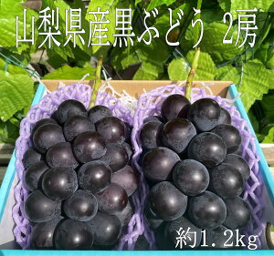 【贈答用】山梨県産黒ぶどう　2房　約1.2kg　巨峰　藤稔　ピオーネ　ブラックビート　旬の果物