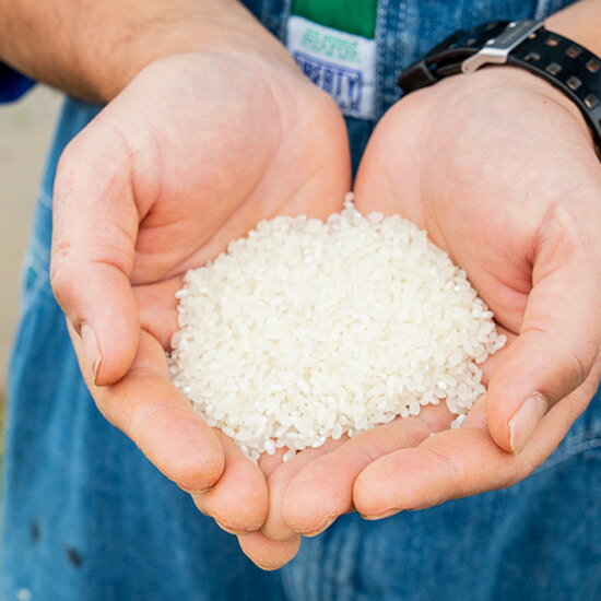 米 化学肥料不使用 健康 自然食品　【12/4より30%OFF】 幻のお米【白米】ササシグレ So 無農薬 令和7年産 LIFETIME 宮城県石巻市より産地直送 送料無料 安心 安全 自然 ギフト 精米 新米 お米 米 コメ 米 こめ おこめ kome 備蓄米 非常用