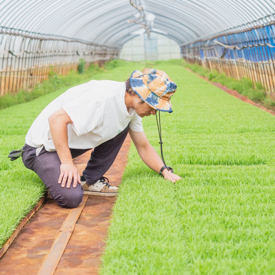 米 化学肥料不使用 健康 自然食品　【12/4より30%OFF】 幻のお米【玄米】ササシグレ So 無農薬 令和7年産 LIFETIME 宮城県石巻市より産地直送 送料無料 安心 安全 自然 ギフト 新米 お米 米 コメ 米 こめ おこめ kome 備蓄米 非常用