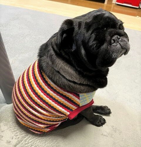 フレンチブルドッグ 服 ハニカム天竺レッド＆ニーナロヴ Tシャツ 春夏 服 おしゃれ フレブル服　専門店　国産　パグ　服